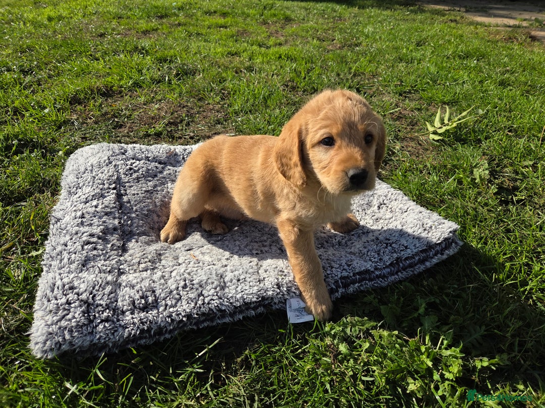 Labradoodle dogs for sale: 7 Miniture labradoodles  - Image 16