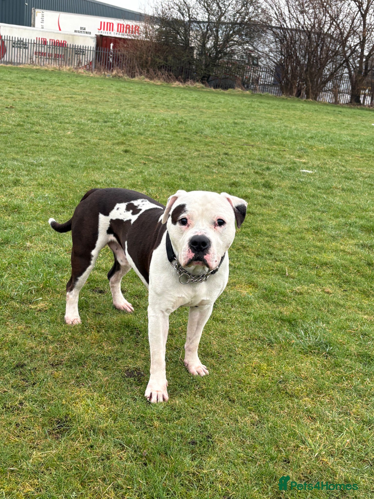 American Bulldog dogs American bulldog male 4.5 years old  - Advert 7