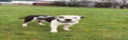 American Bulldog dogs for sale: American bulldog male 4.5 years old  - Advert 1