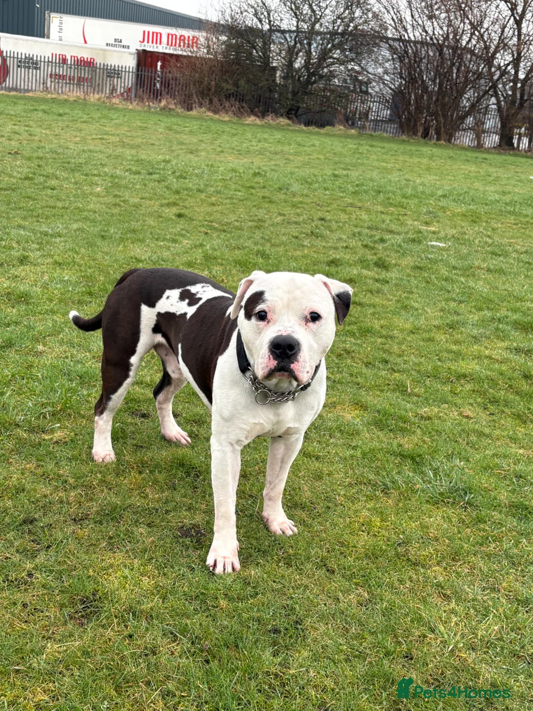 American Bulldog dogs for sale: American bulldog male 4.5 years old  - Advert 1