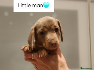 Miniature Dachshund dogs Stunning miniature dachshund puppies - Advert 14