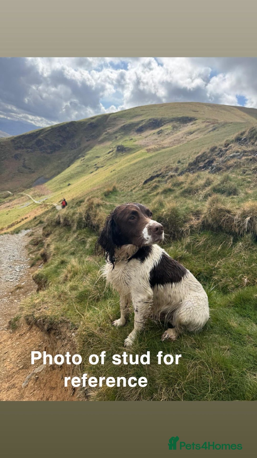 English Springer Spaniel dogs for sale: Springer Spaniel Puppies in Westbury - Image 14
