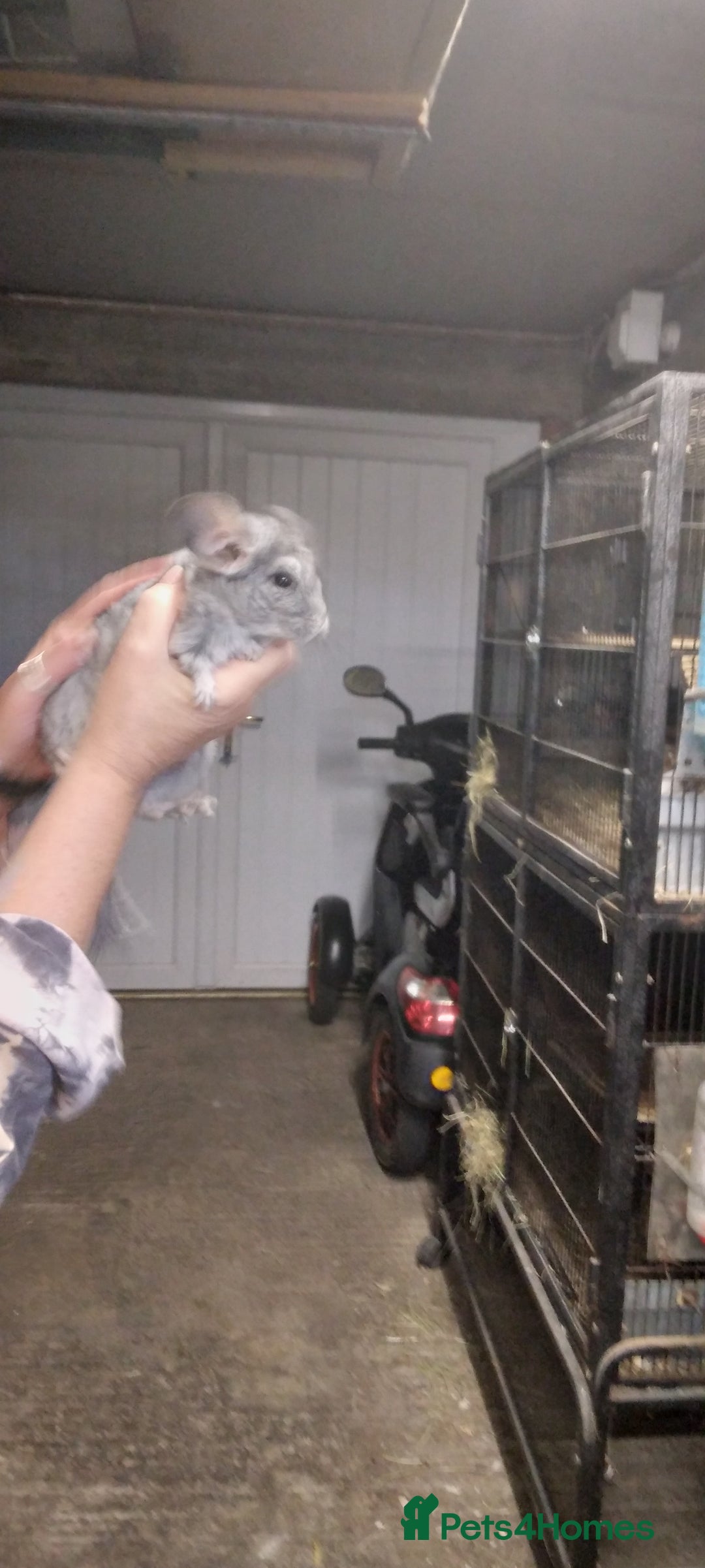 Chinchilla rodents for sale: Baby female grey Chinchilla for Sale - Image 3
