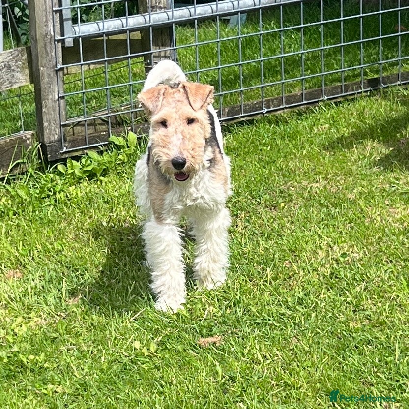 Fox Terrier dogs KC Registered Wire Fox Terrier 9 months old - Advert 15
