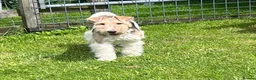 Fox Terrier dogs for sale: KC Registered Wire Fox Terrier 9 months old - Advert 1