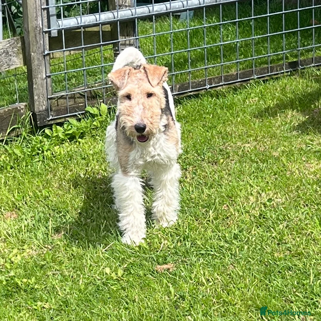Fox Terrier dogs for sale: KC Registered Wire Fox Terrier 9 months old - Advert 1