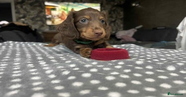 Miniature Dachshund dogs - Advert 1