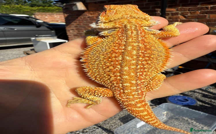 Dragon reptiles - Advert 9