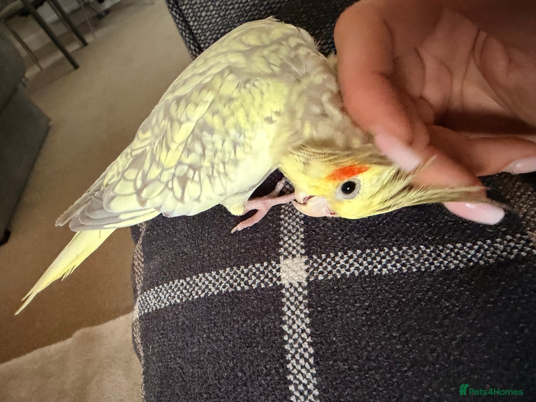 Cockatiels birds for sale: Female tamed tail  - Advert 2