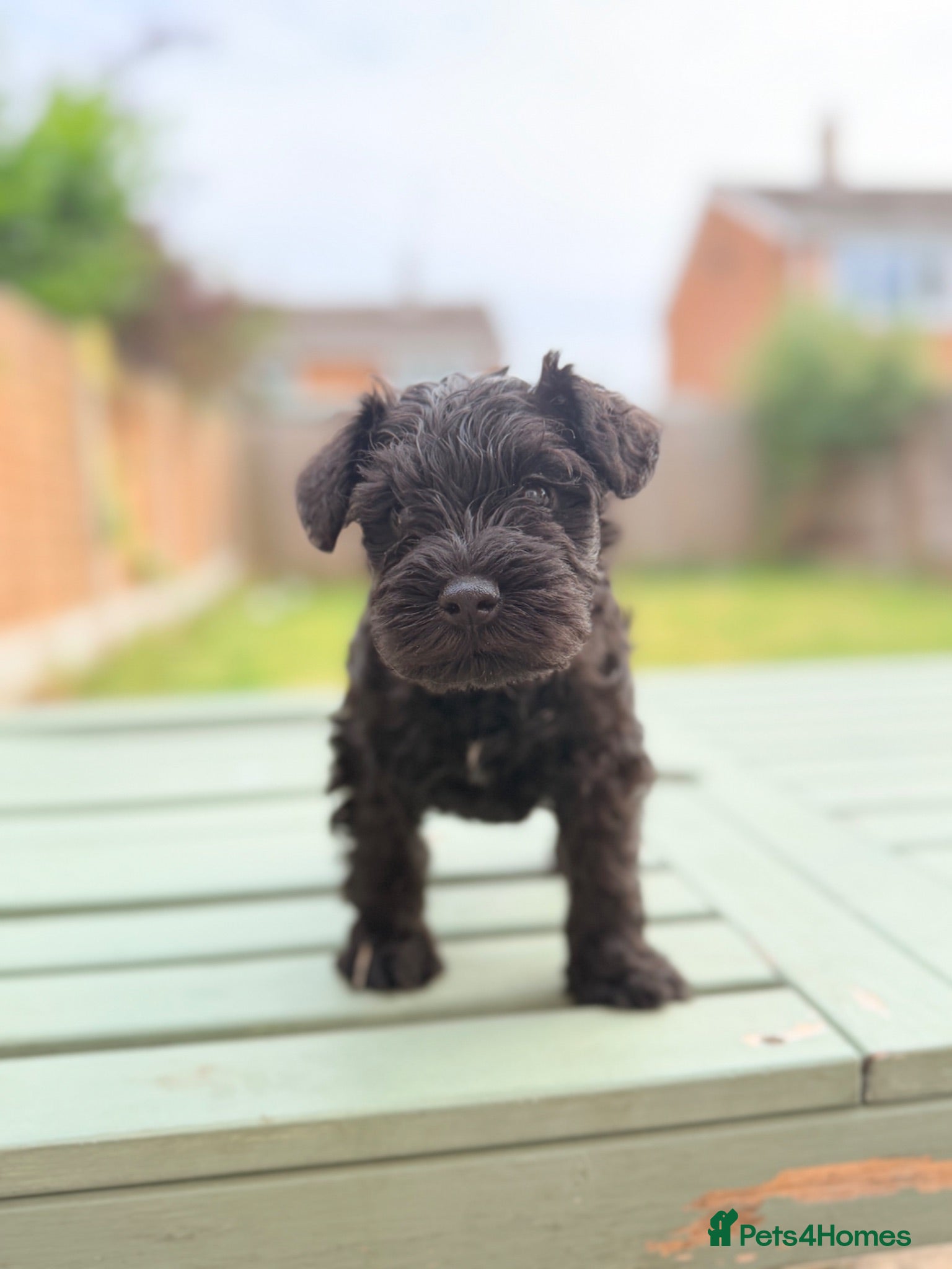 Miniature Schnauzer dogs 1 left Show line KC miniature schnauzer puppies - Advert 12