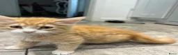 Mixed Breed cats for sale: Beautiful Friendly Kittens Ready for Loving Homes - Advert 19