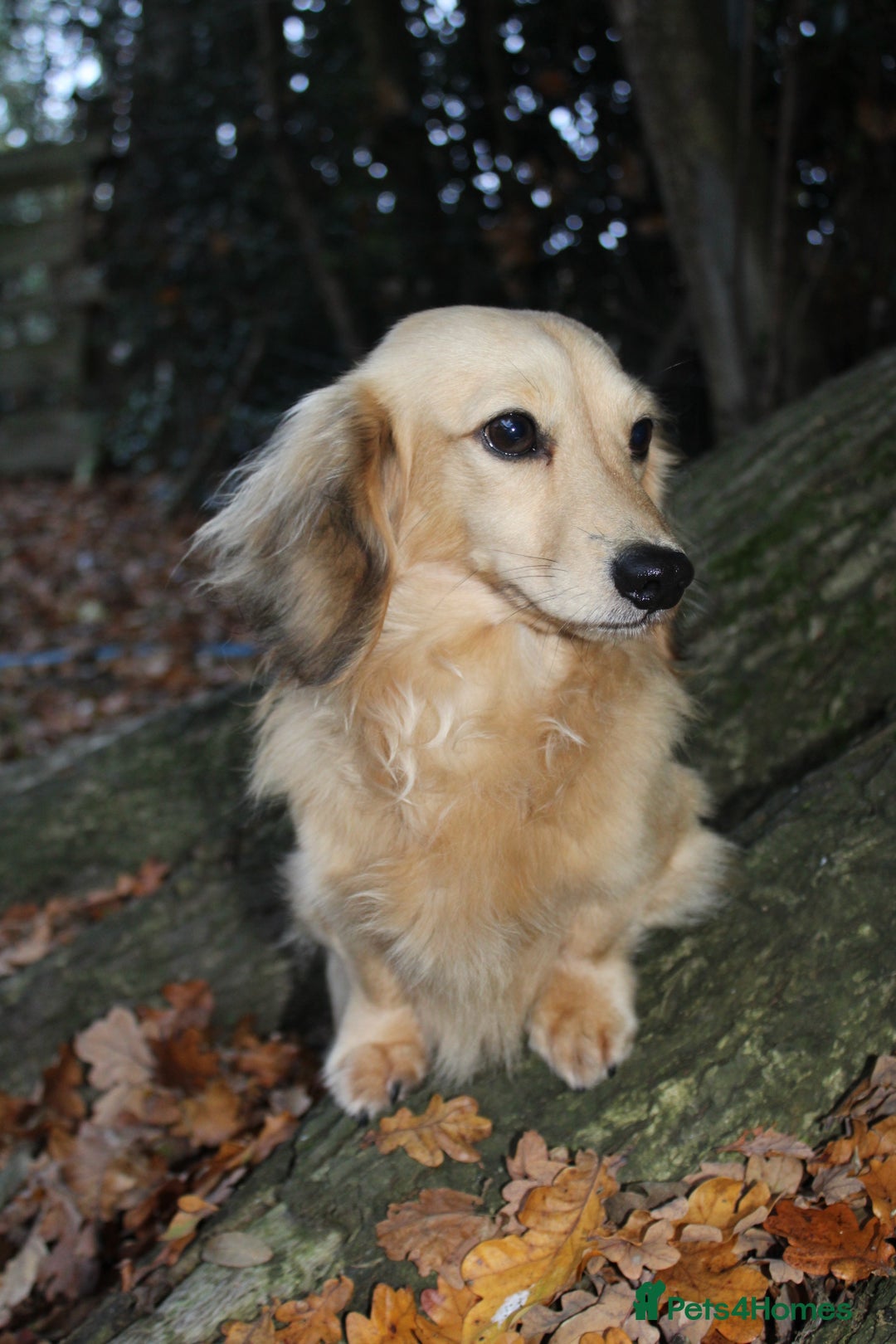 Miniature Dachshund dogs for stud: KC Reg• Cream Longhaired Stud• Fully Health Tested in Southampton - Advert 2