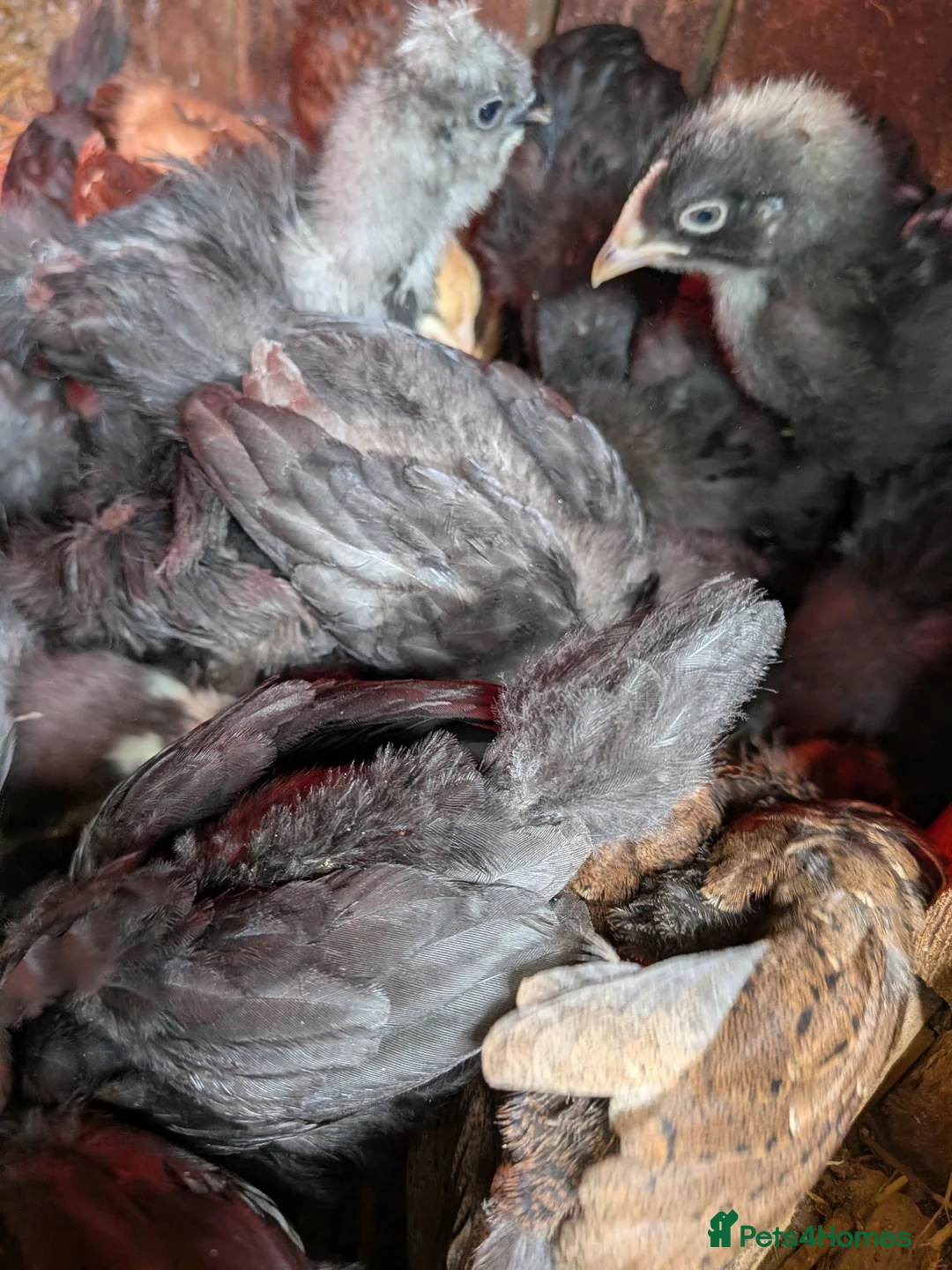 Chickens poultry for sale: Chicks mixed silkie and silkie crosses  - Advert 2