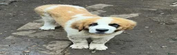 Saint Bernard dogs for sale: Saint Bernard  - Advert 2