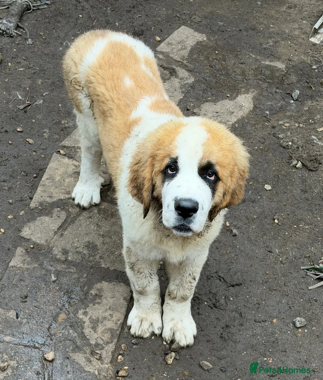 Saint Bernard dogs for sale: Saint Bernard  - Advert 2