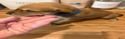 Mixed Breed dogs for sale: Lurcher x saluki puppies in Salisbury - Advert 5