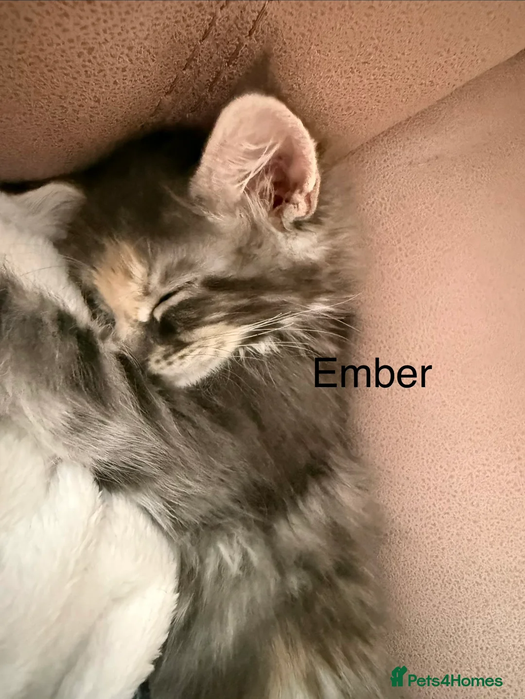 Maine Coon cats for sale: Fully registered Maine Coon kittens  - Advert 9