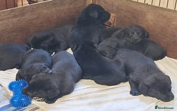 Labrador Retriever dogs for sale: Black working labrador puppies - Image 5