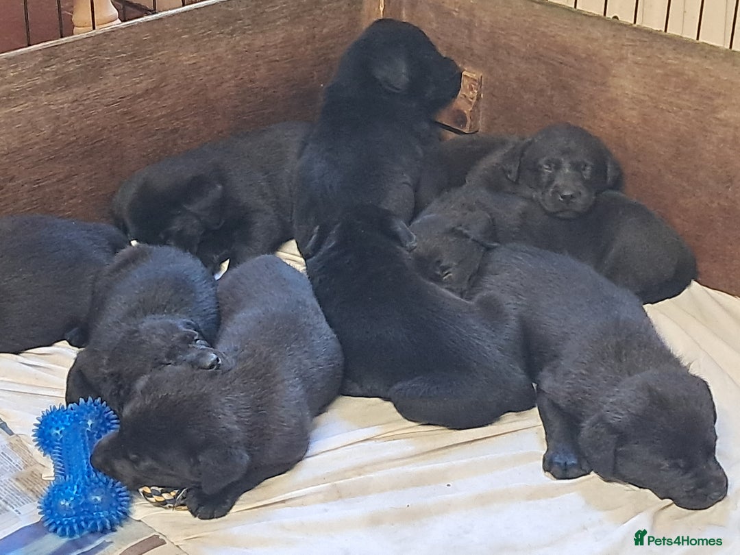 Labrador Retriever dogs for sale: Black working labrador puppies - Image 5