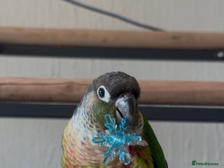 Conures birds Green cheek conures - Advert 1