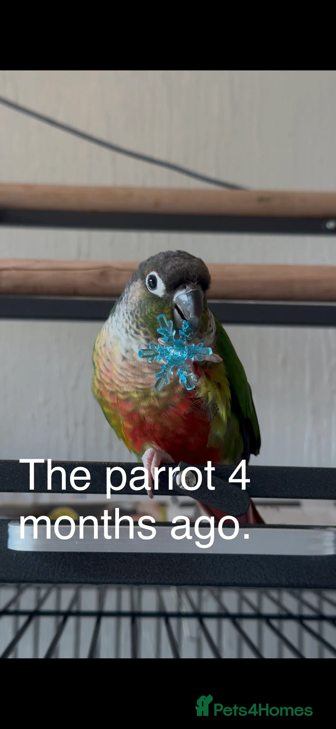 Conures birds for sale: Green cheek conures - Advert 1