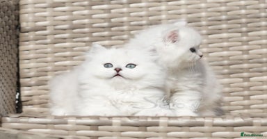 British Shorthair cats in Coventry - Advert 13