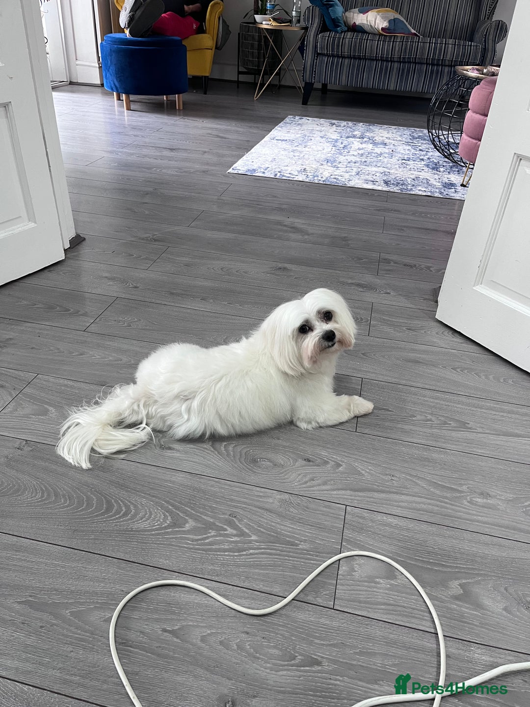 Maltese dogs for stud: Proven Full bred Maltese for stud (borehamwood) in Borehamwood - Advert 11