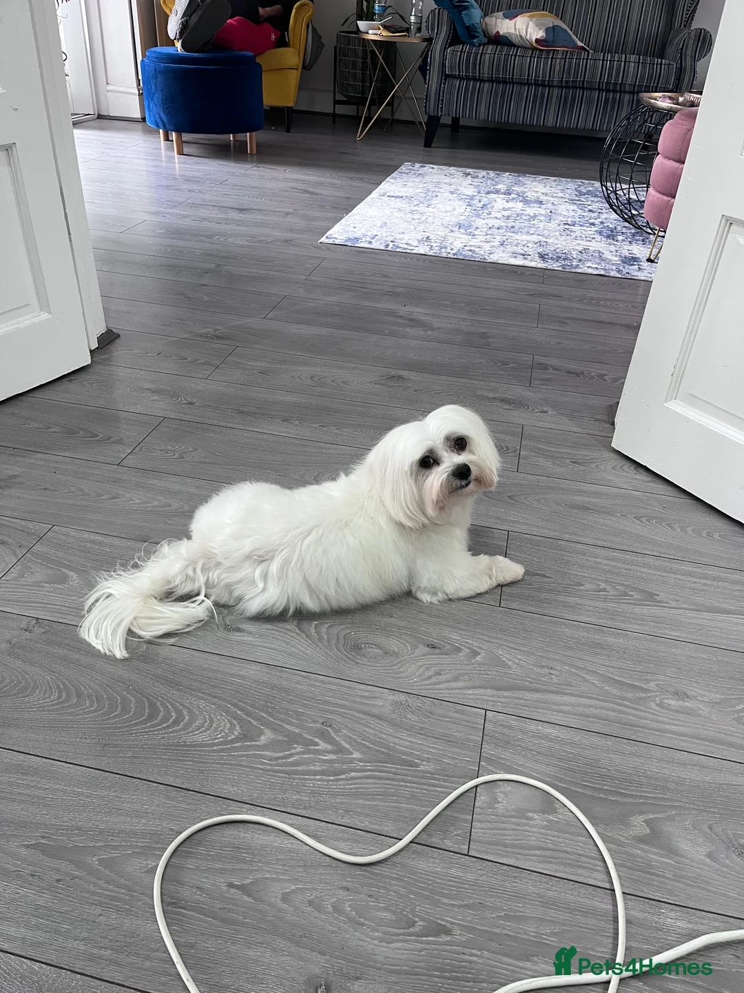 Maltese dogs for stud: Proven Full bred Maltese for stud (borehamwood) in Borehamwood - Advert 11