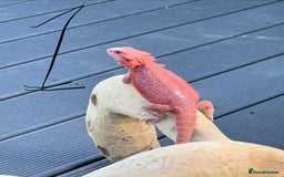 Bearded Dragon reptiles for sale: Bearded Dragon Babies  - Image 4