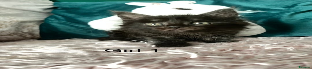 Maine Coon Kitten Girl 1