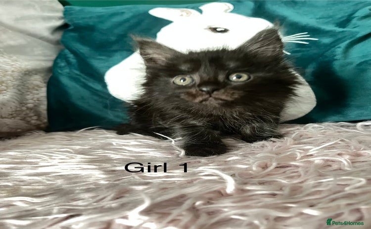 Maine Coon cats - Advert 6