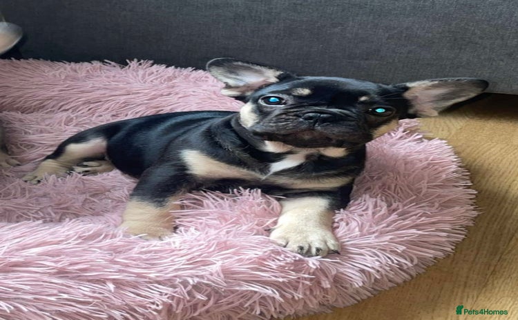 French Bulldog dogs - Advert 1