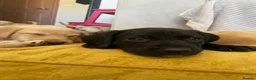Mixed Breed dogs for sale: Lurcher puppies ready for forever homes - Advert 7