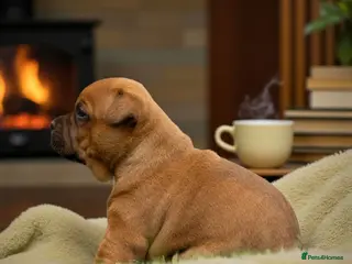 Staffordshire Bull Terrier dogs SHOW QUAILTY RED STAFF PUPPIES COI 2.9% 🐶 🔥🔥😍 - Advert 18