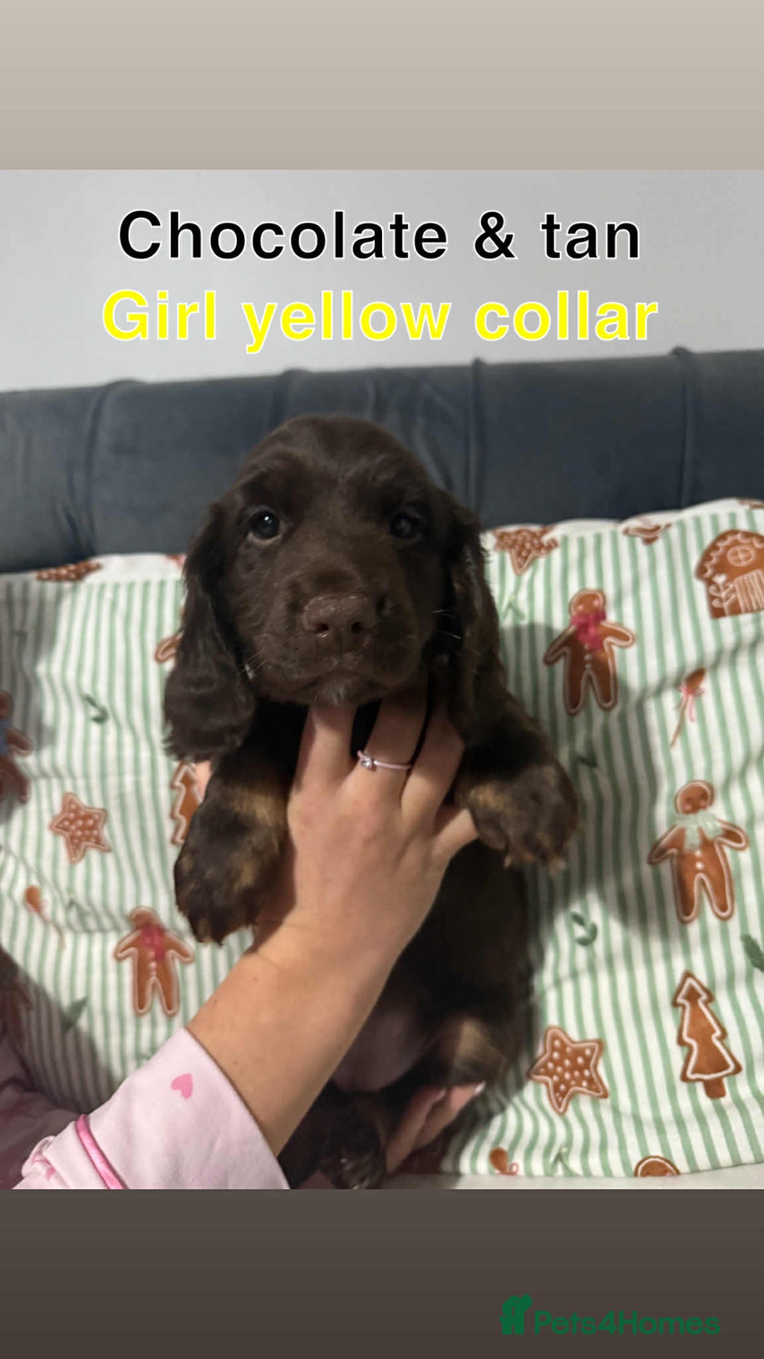 Cocker Spaniel dogs for sale: Cocker spaniel puppies  - Advert 5