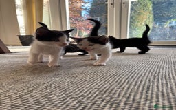 Mixed Breed cats for sale: 5 Beautiful Kittens looking for forever home 💕 - Image 9
