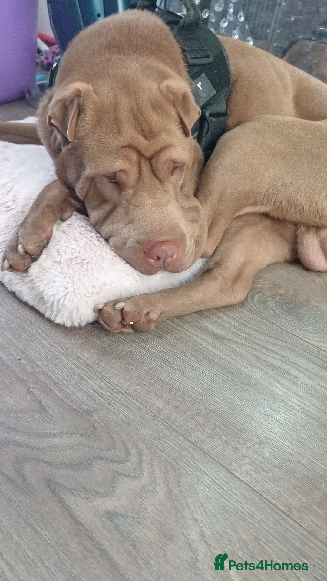 Shar Pei dogs Shar pei for rehoming - Advert 1