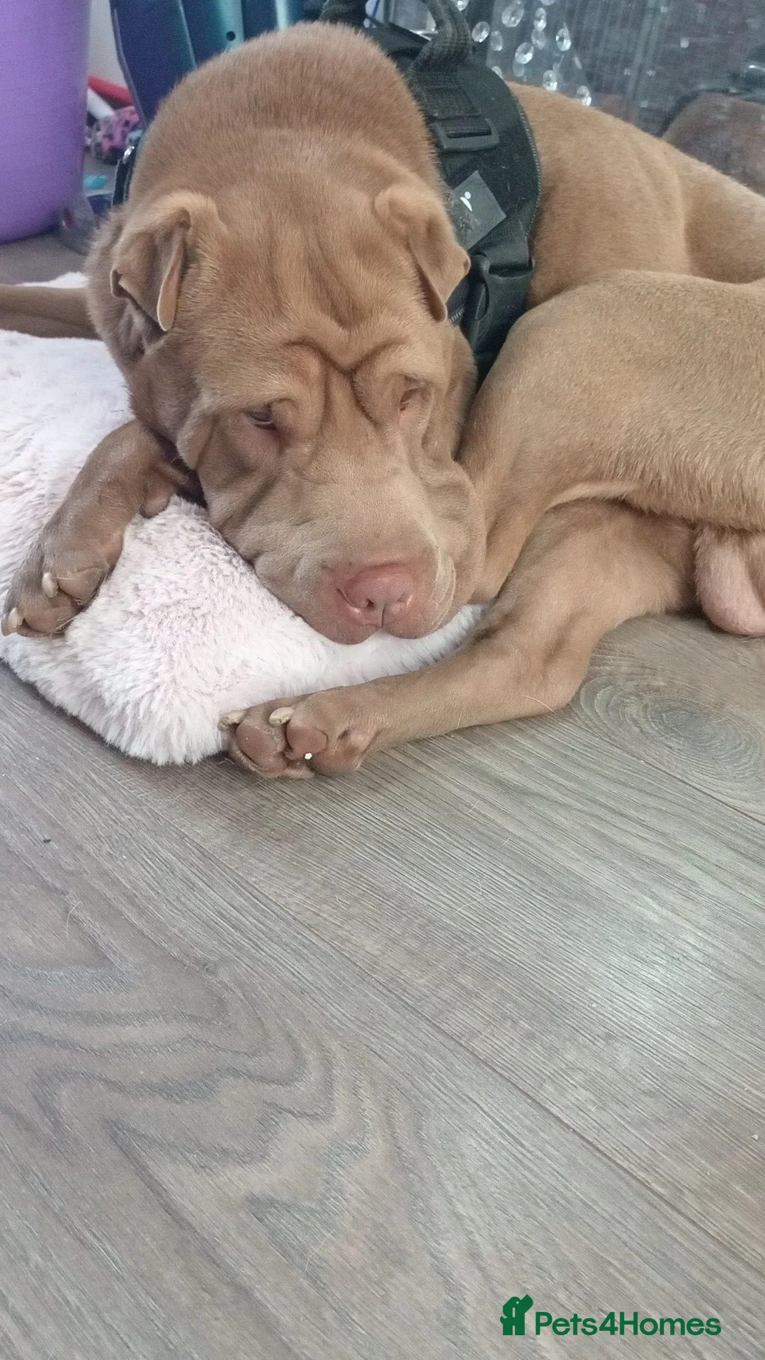 Shar Pei dogs for sale: Shar pei for rehoming - Advert 1