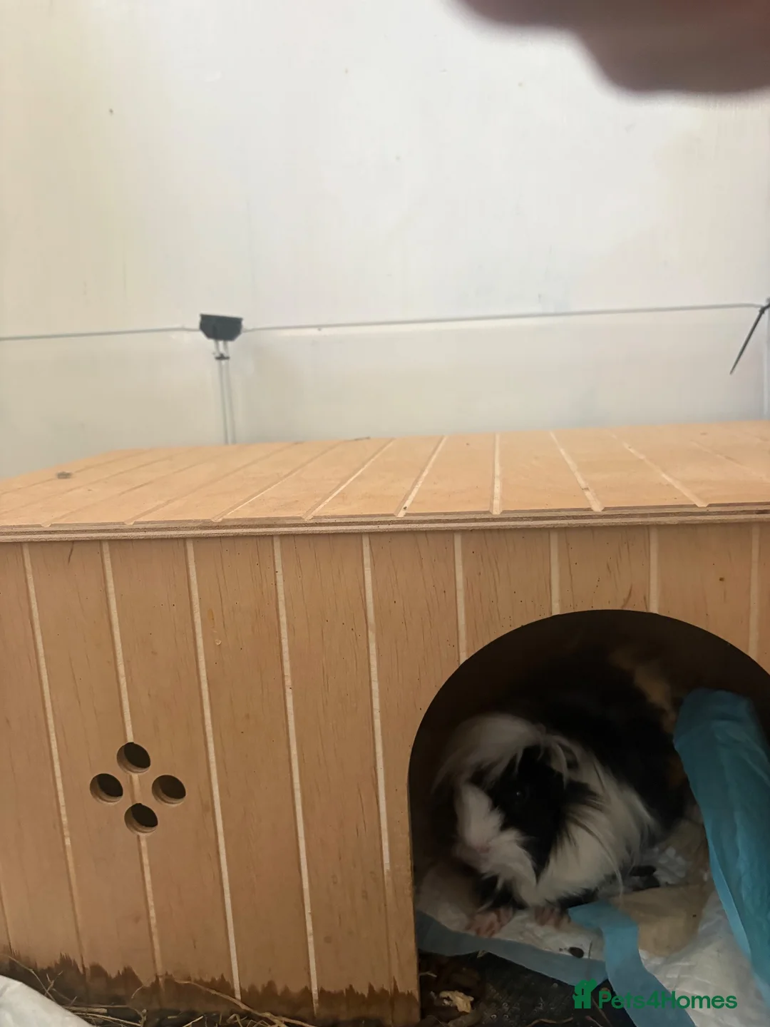 Guinea Pig rodents for sale: 2 beautiful male guinea pigs  in Polegate - Advert 11
