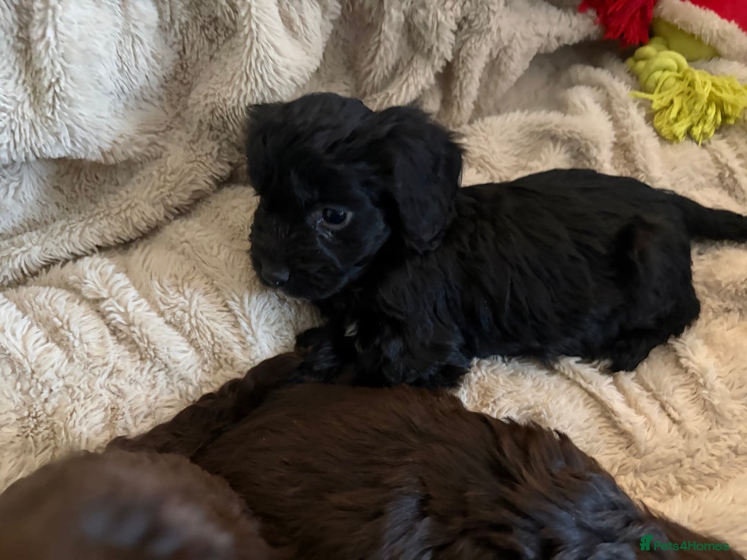 Cockapoo dogs for sale: Beautiful litter of Cockapoo puppies F1 - Advert 23