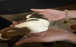 Jack Russell dogs for sale: Beautiful jack Russell terrier puppies  - Image 4