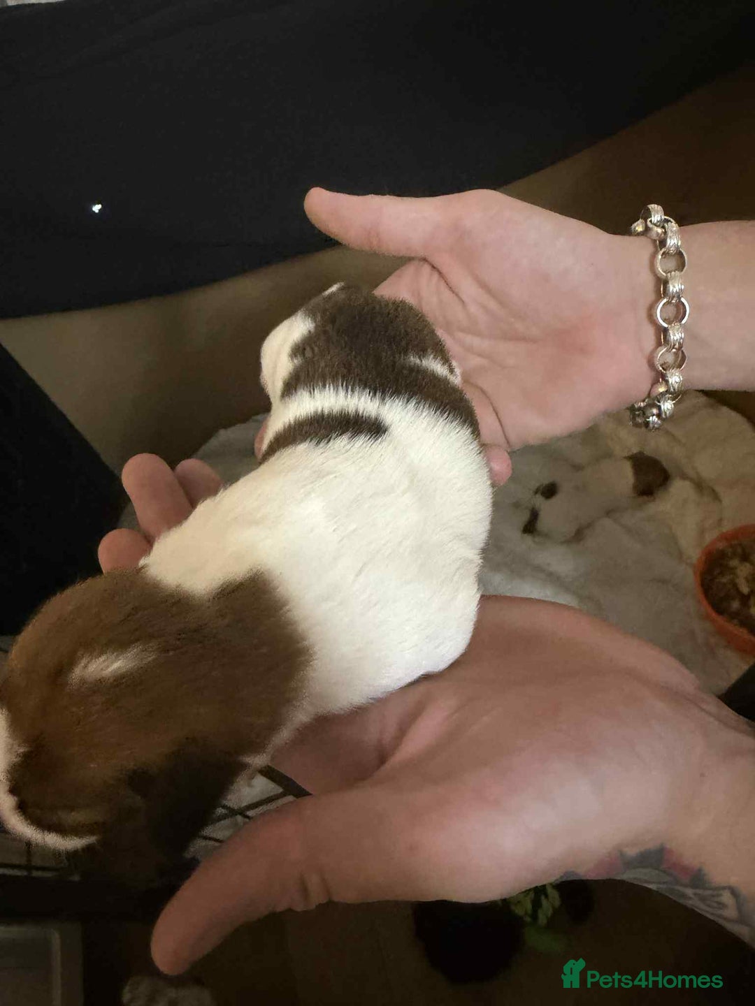 Jack Russell dogs for sale: Beautiful jack Russell terrier puppies  - Image 4