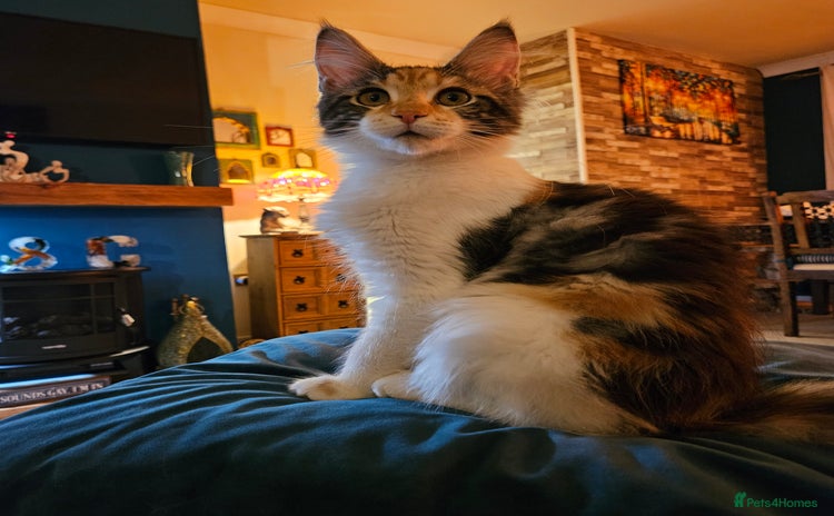 Maine Coon cats - Advert 1