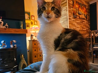 Maine Coon cats - Advert 12