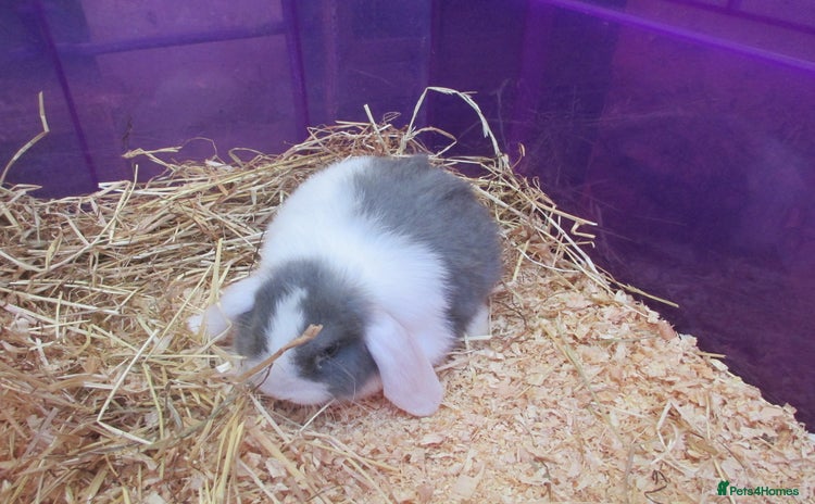 Mini Lop rabbits - Advert 16