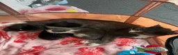 Mixed Breed cats for sale: Kittens for sale  in Richmond - Advert 2