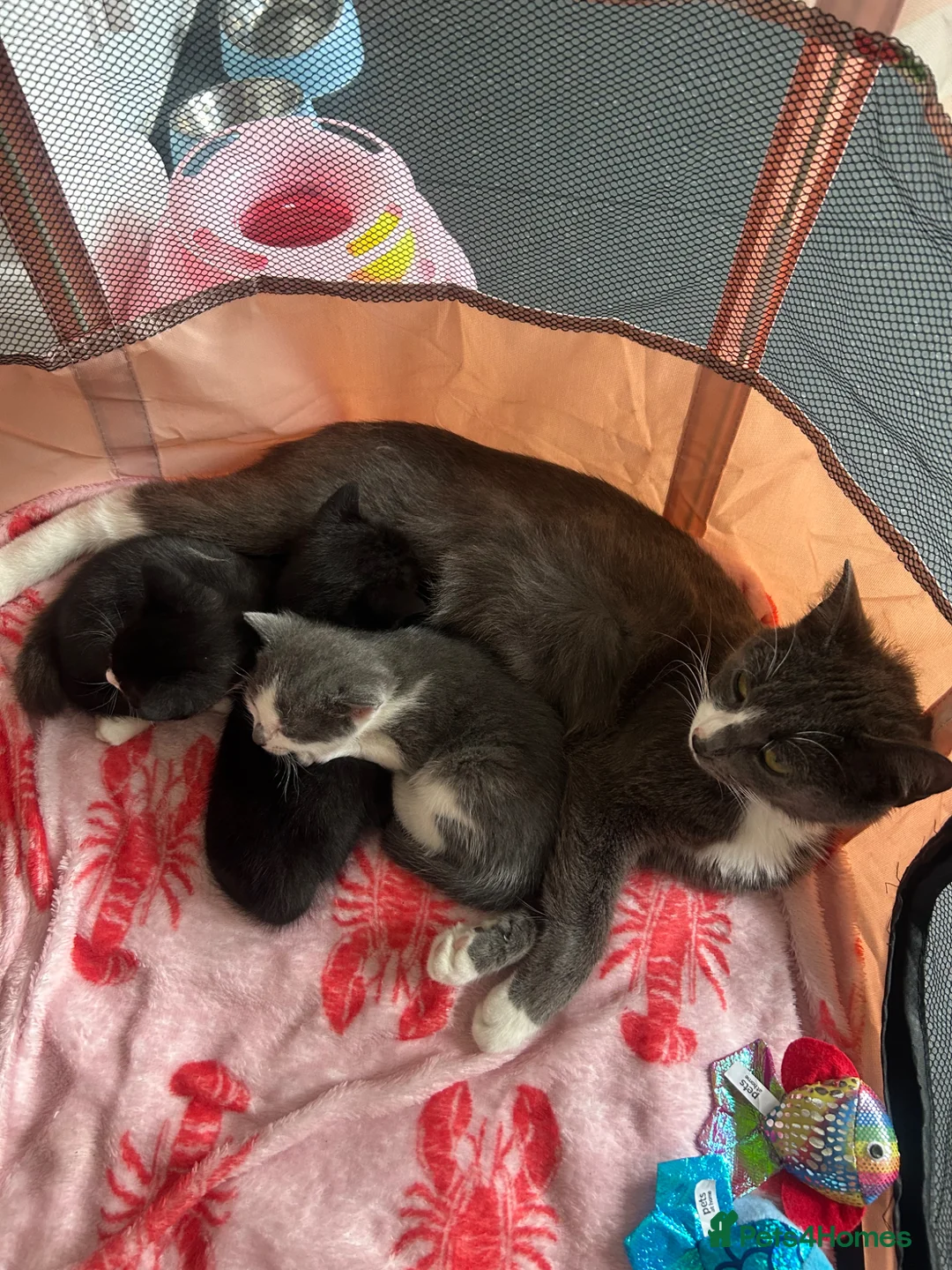 Mixed Breed cats for sale: Kittens for sale  in Richmond - Advert 2