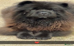 Chow Chow dogs for sale: Chow chow bitch  - Image 9