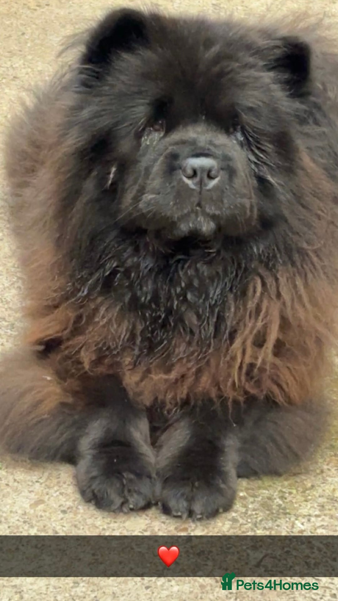 Chow Chow dogs for sale: Chow chow bitch  - Image 9