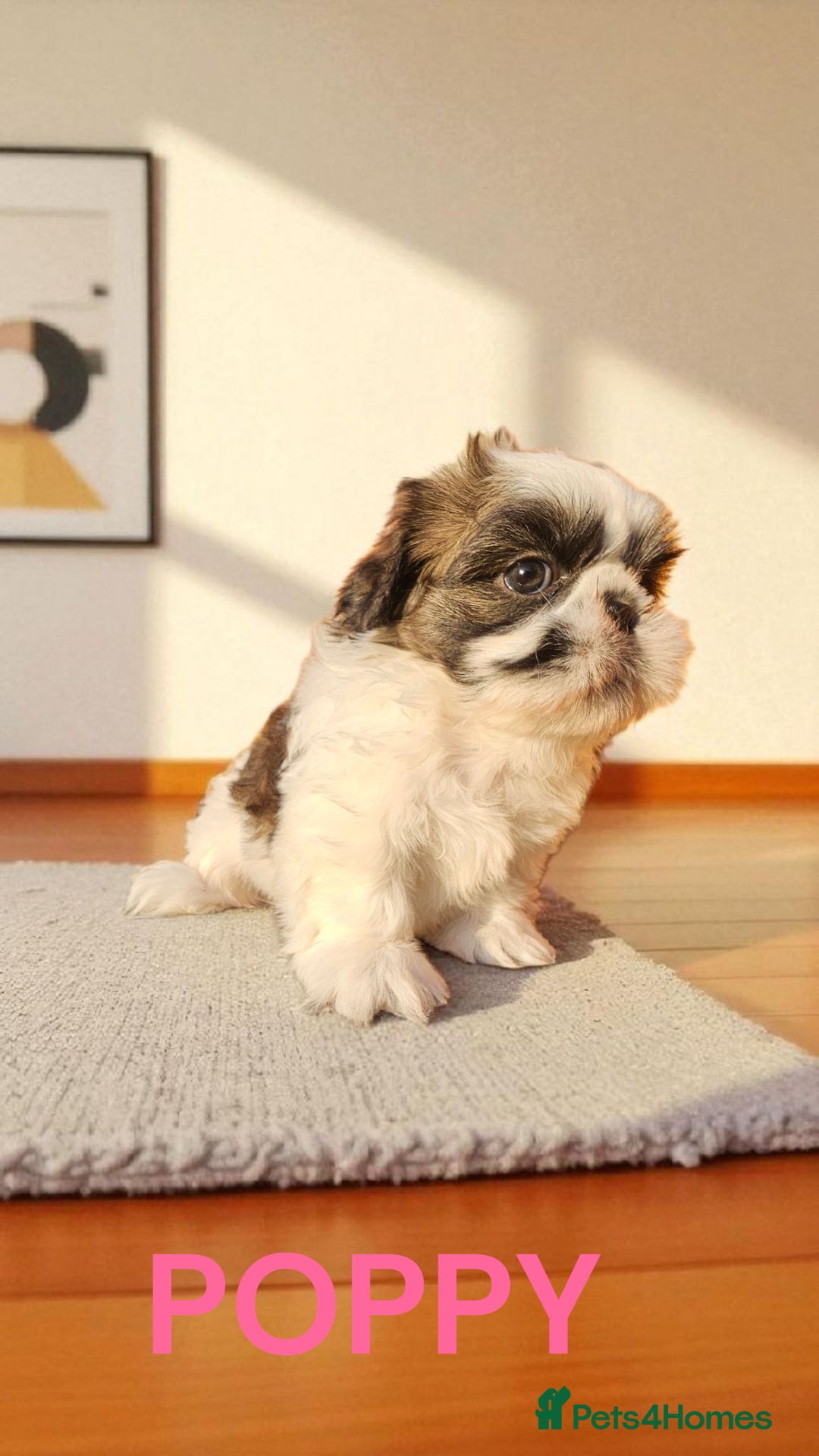 Shih Tzu dogs for sale: 💕🐶💕 STUNNING SHIH TZU 💕🐶💕 - Image 37